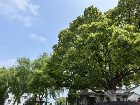 马鸣村村口老树