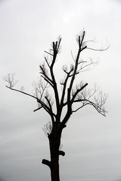 枯树