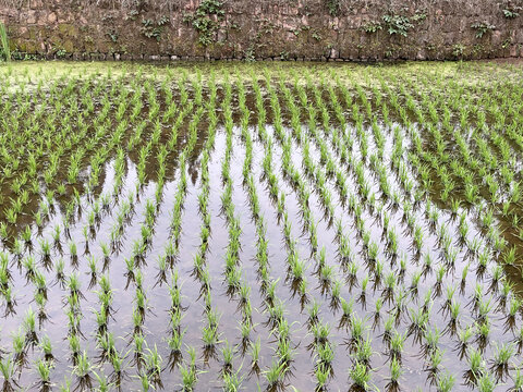 稻田秧田秧苗水稻禾苗