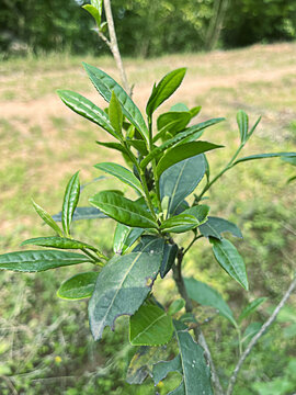 茶叶茶树茶苗