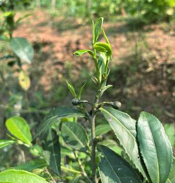 茶叶茶树茶苗