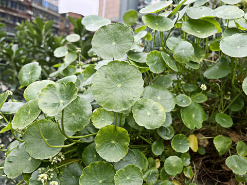 香菇草铜钱草金钱草