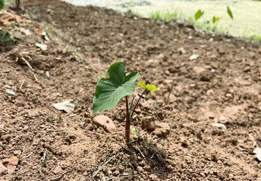 芋头芋头叶