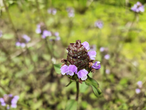 夏枯草花