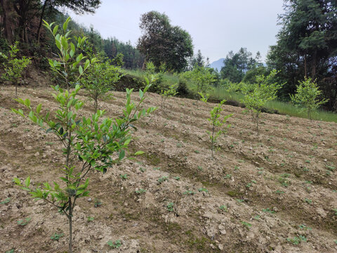 油茶树与花生