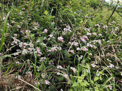 野蔷薇花