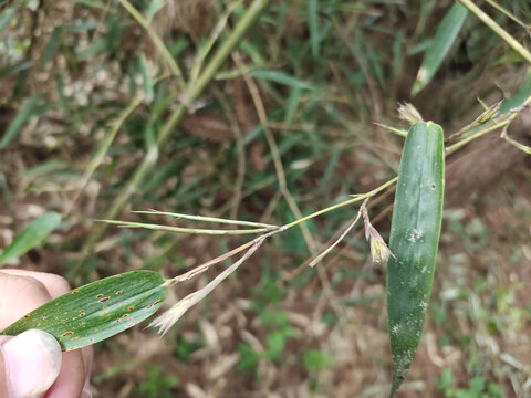 竹子花