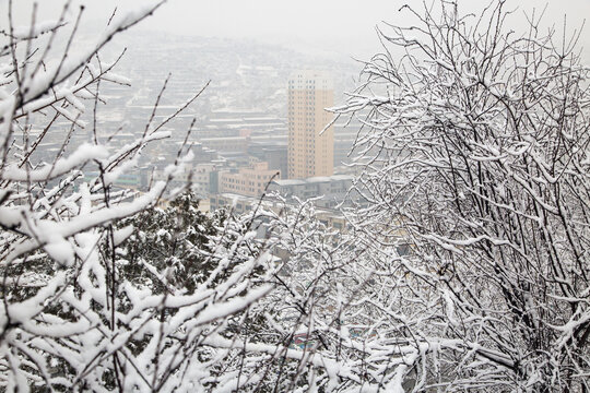 雪树高楼