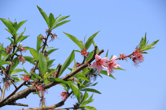 桃花盛开