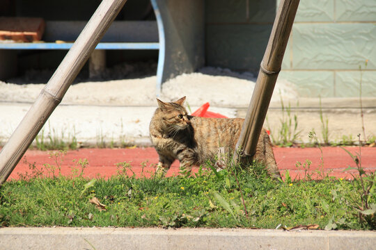 狸花猫