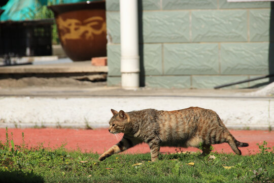 狸花猫觅食