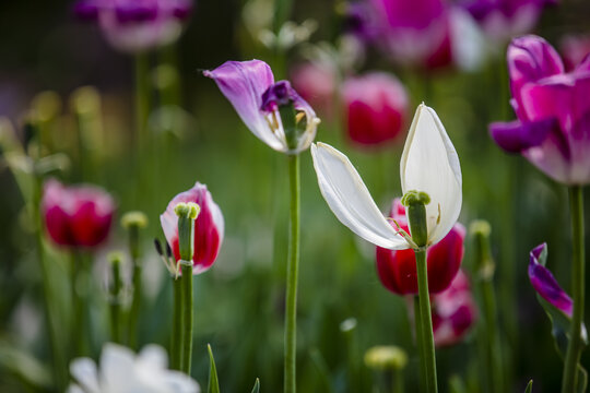 郁金香花海