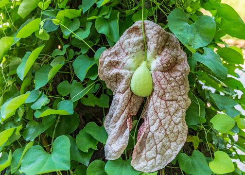 美丽马兜铃开花结果