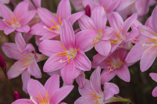 粉色花朵韭菜兰