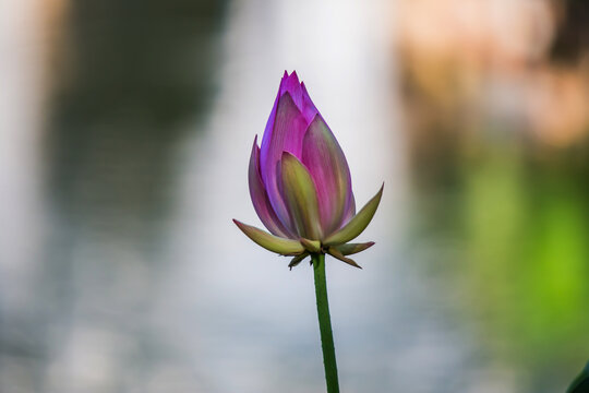 荷花花蕾