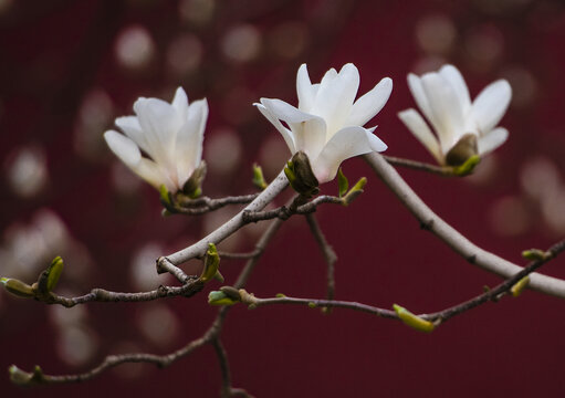 玉兰花