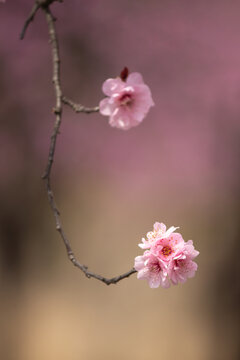 春天的梅花