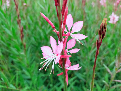 山桃草