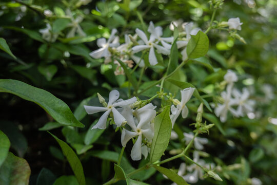 风车茉莉