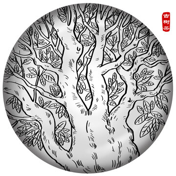 古樹(shù)茶插畫