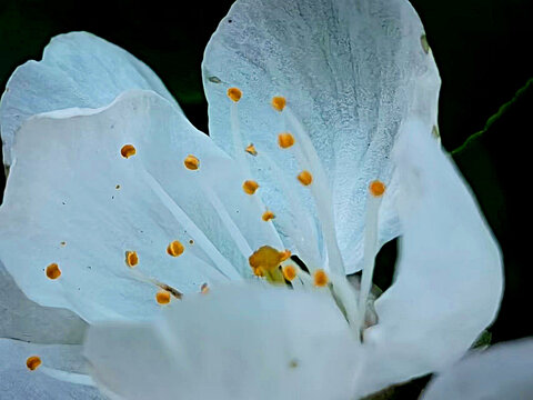 花蕊