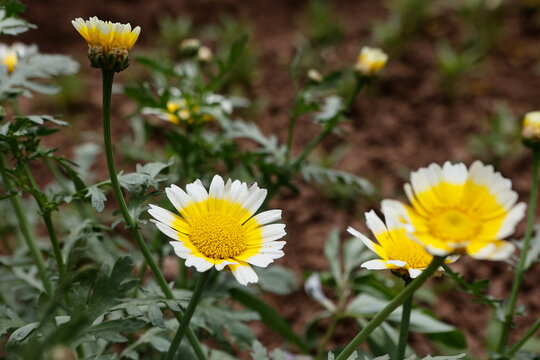 茼蒿花