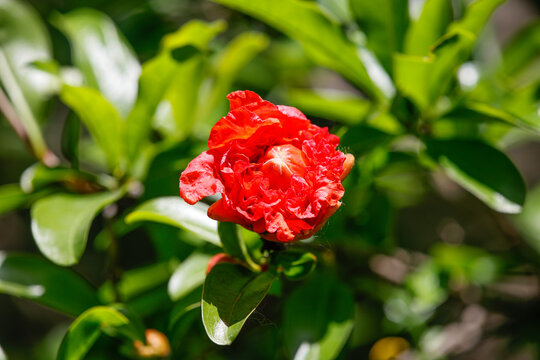 石榴花