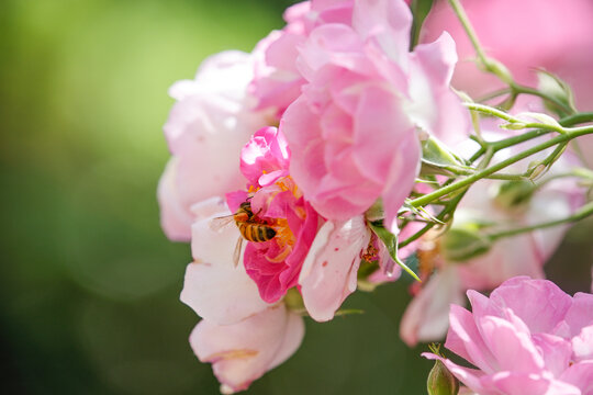 蜂恋花