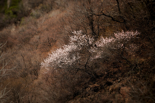 绵山