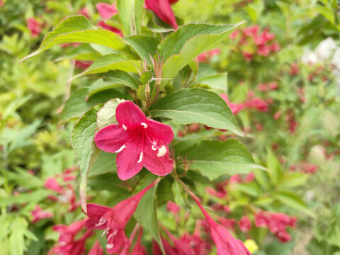 木槿花