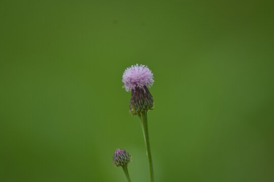 泥胡菜花