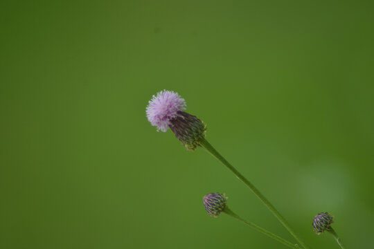 泥胡菜花