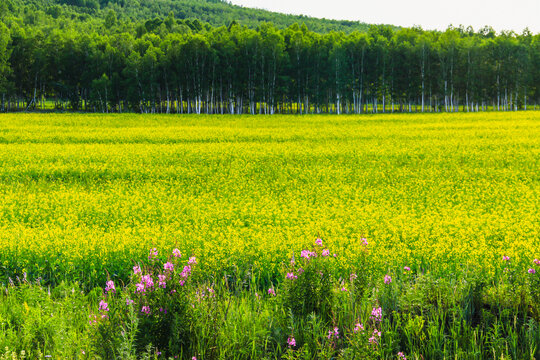 田野油菜花白桦林