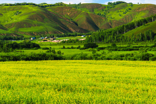 田野山峦油菜田