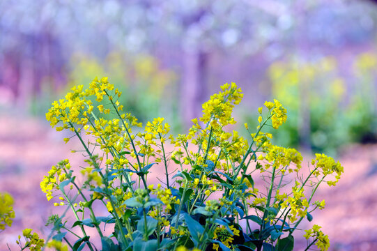 油菜花摄影