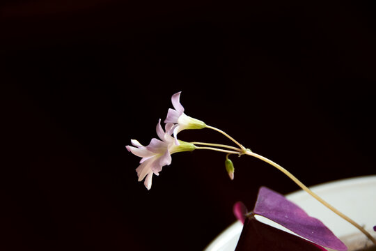 紫叶酢浆草花