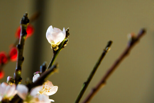 桃花花蕾