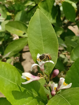 柠檬花