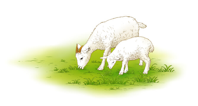 羊插画