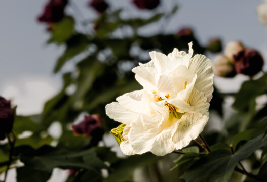 木芙蓉