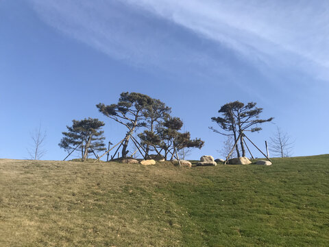 坡地松树