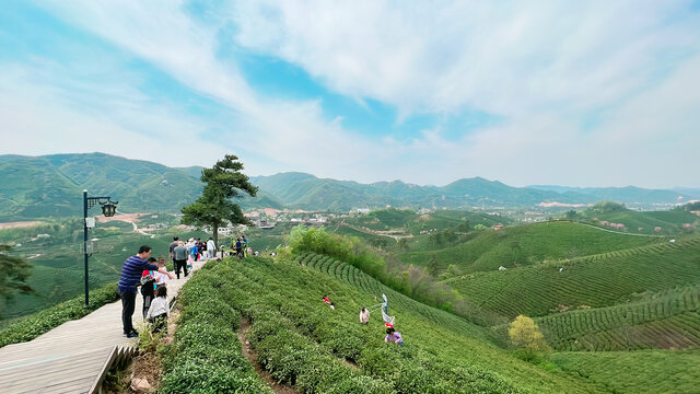 茶山美景