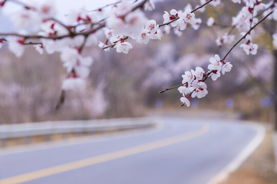 桃花风景