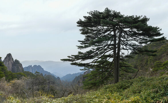 黄山松