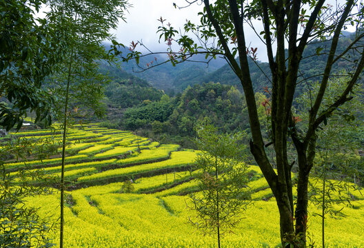 山间油菜花