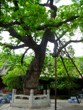 潭柘寺