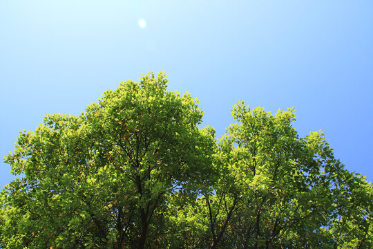 天空绿树