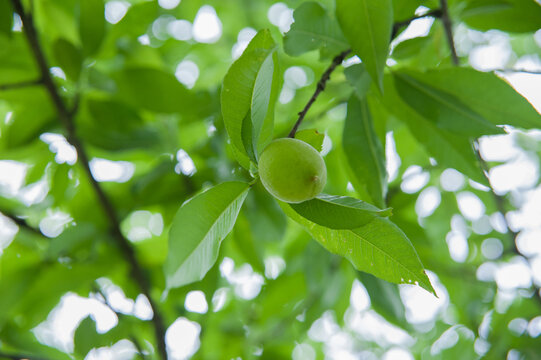 果树上的清脆桃子生长