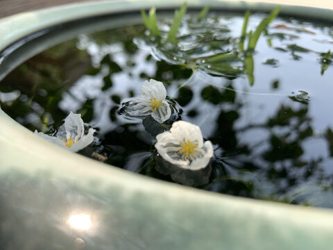 水上白花