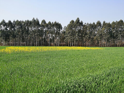 麦田